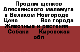 Продам щенков Аляскинского маламута в Великом Новгороде › Цена ­ 5 000 - Все города Животные и растения » Собаки   . Кировская обл.